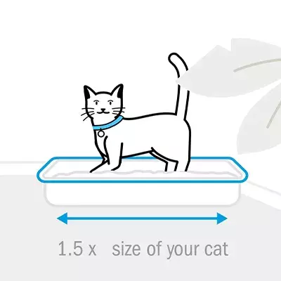 Search cat advice